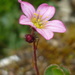Saxifrage (out of focus, oh well!) by countrylassie