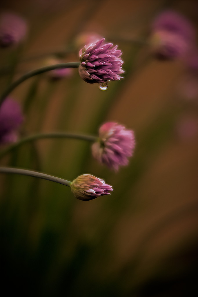Chive Blooms by samae