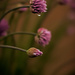 Chive Blooms by samae