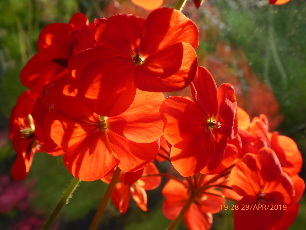 Geraniums in the sunlight .... by snowy