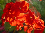 29th Apr 2019 - Geraniums in the sunlight ....