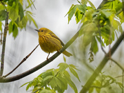 29th Apr 2019 - yellow warbler 