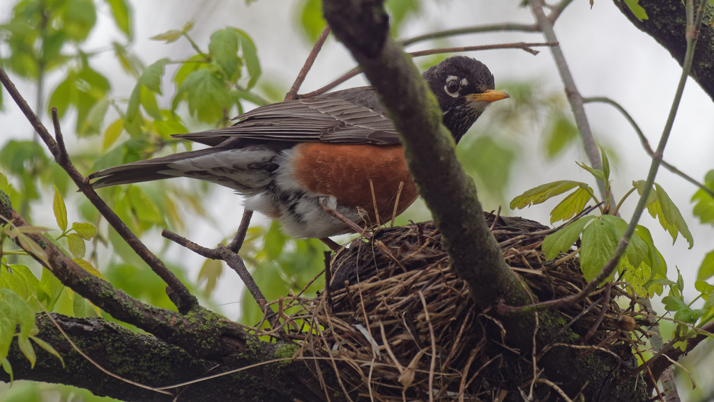 american robin nest by rminer