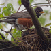 american robin nest by rminer