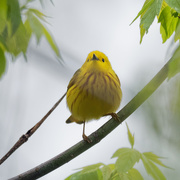29th Apr 2019 - yellow warbler front