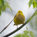 yellow warbler front by rminer