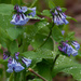 Virginia bluebells by rminer