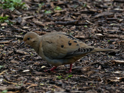 29th Apr 2019 - mourning dove on the pathway