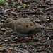 mourning dove on the pathway by rminer