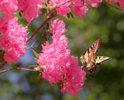 28th Apr 2019 - azalea with butterfly