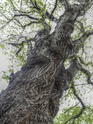 29th Apr 2019 - lime tree