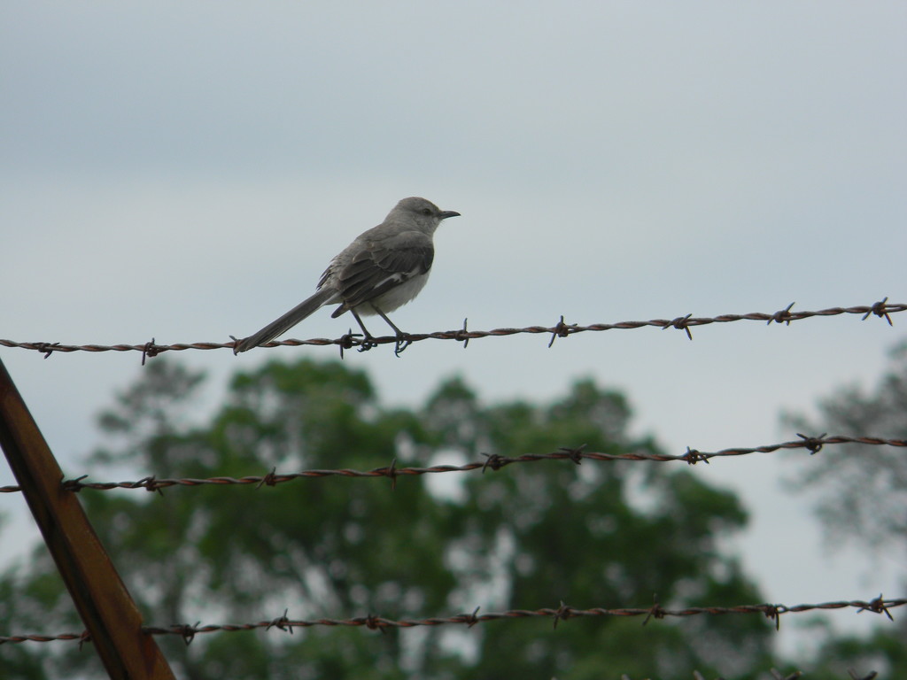 Bird on Barbed Wire Fence  by sfeldphotos