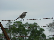29th Apr 2019 - Bird on Barbed Wire Fence 