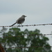 Bird on Barbed Wire Fence  by sfeldphotos