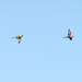 Rainbow lorikeets flight by sugarmuser