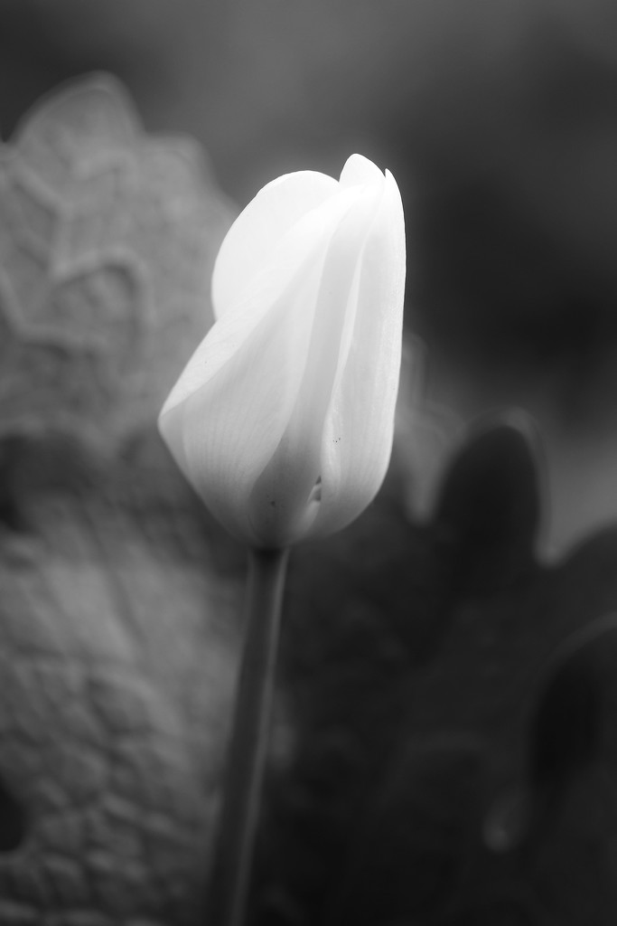 Glowy Bloodroot by juliedduncan