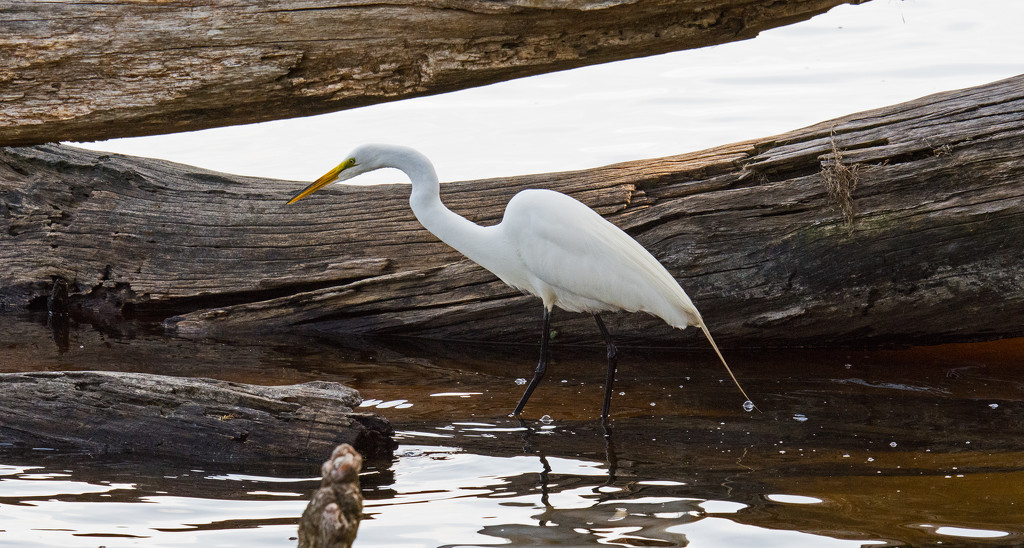 Egret Looking for a Snack! by rickster549