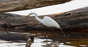 29th Apr 2019 - Egret Looking for a Snack!
