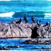 Cormorants on the rocks by ludwigsdiana