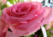 24th Apr 2019 - Pink rose petals