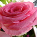 Pink rose petals by homeschoolmom