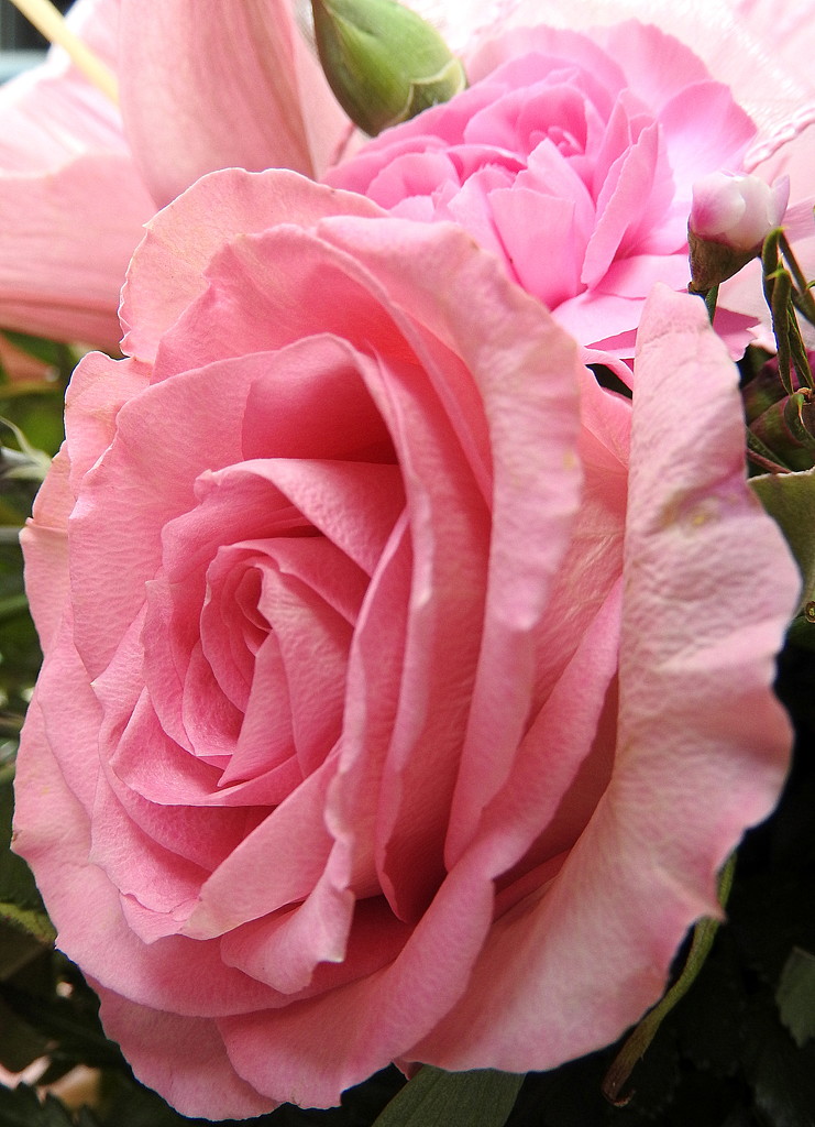 Pink rose by homeschoolmom