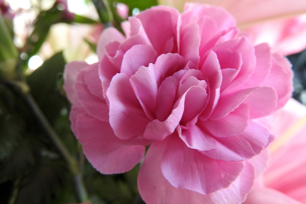 Pink  carnation bokeh by homeschoolmom