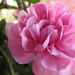 Pink  carnation bokeh by homeschoolmom