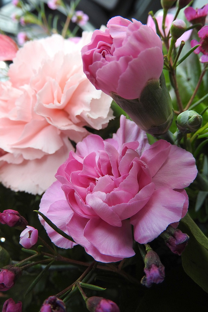 Pink carnations by homeschoolmom