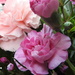 Pink carnations by homeschoolmom