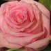 Perfect rose by homeschoolmom