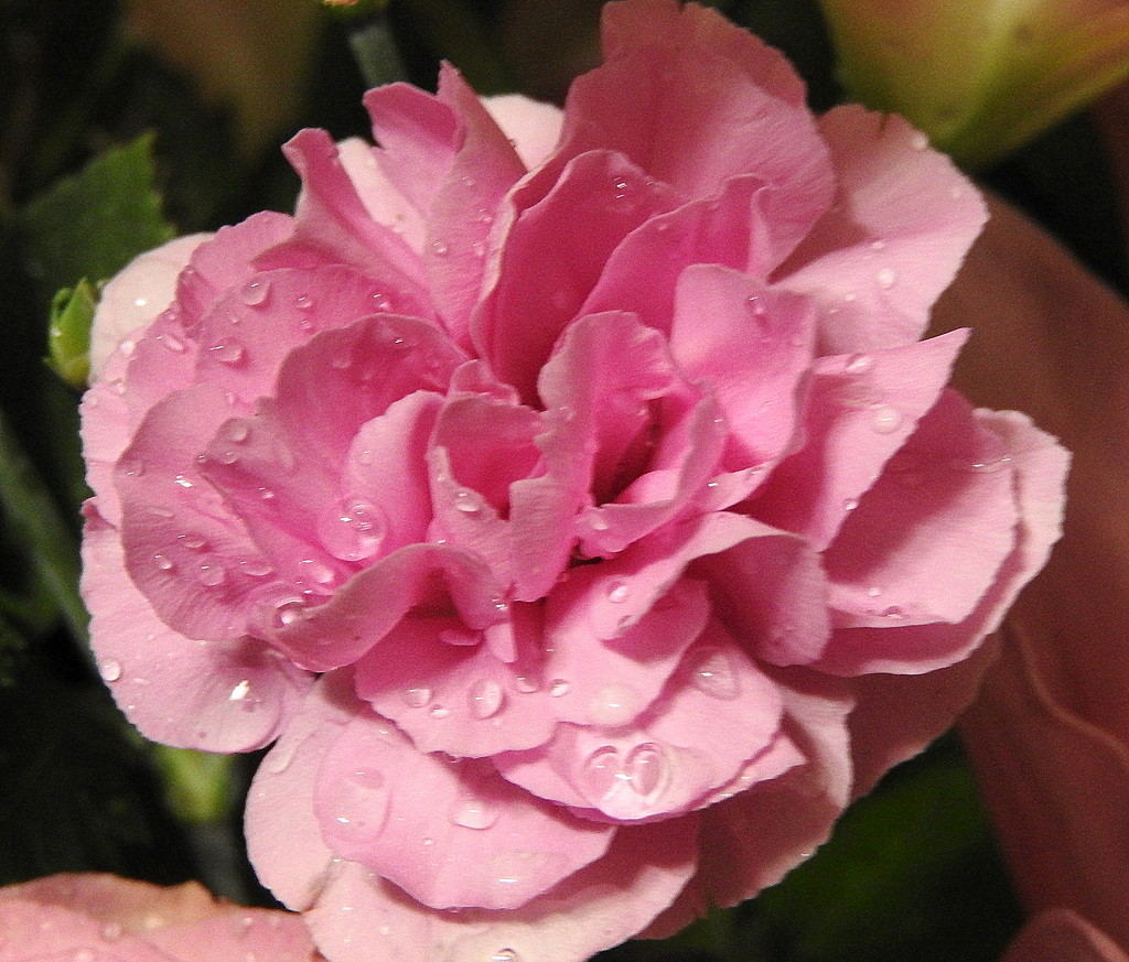 Pink carnation raindrops by homeschoolmom