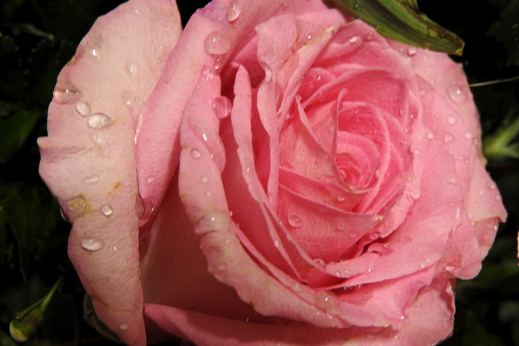 pink rose raindrops by homeschoolmom