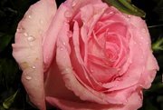 27th Apr 2019 - pink rose raindrops