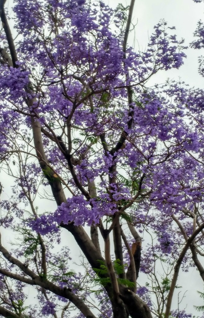 Purple Blossoms by harbie