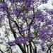 Purple Blossoms by harbie