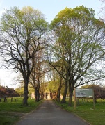 20th Apr 2019 - Avenue of Trees