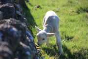 30th Apr 2019 - Loving the Lambs!
