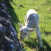 Loving the Lambs! by jamibann