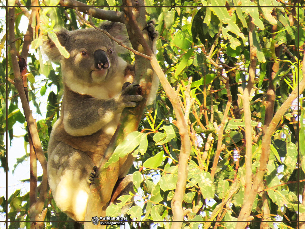 one last faffed koala by koalagardens