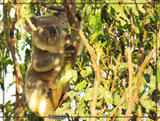 29th Apr 2019 - one last faffed koala