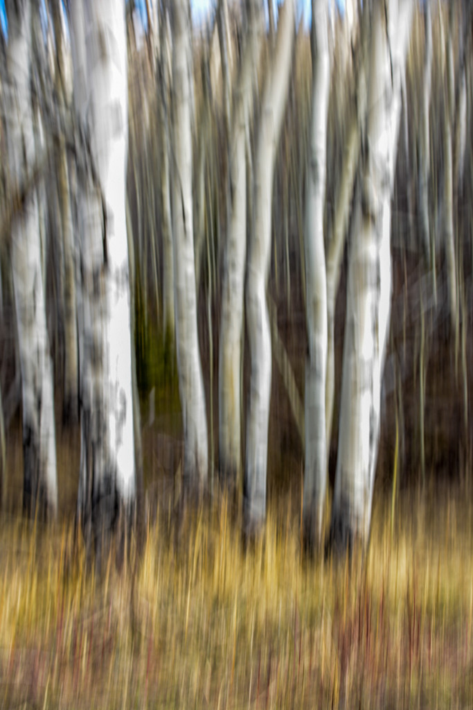  Another ICM by 365karly1