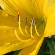 30th Apr 2019 - First Lily