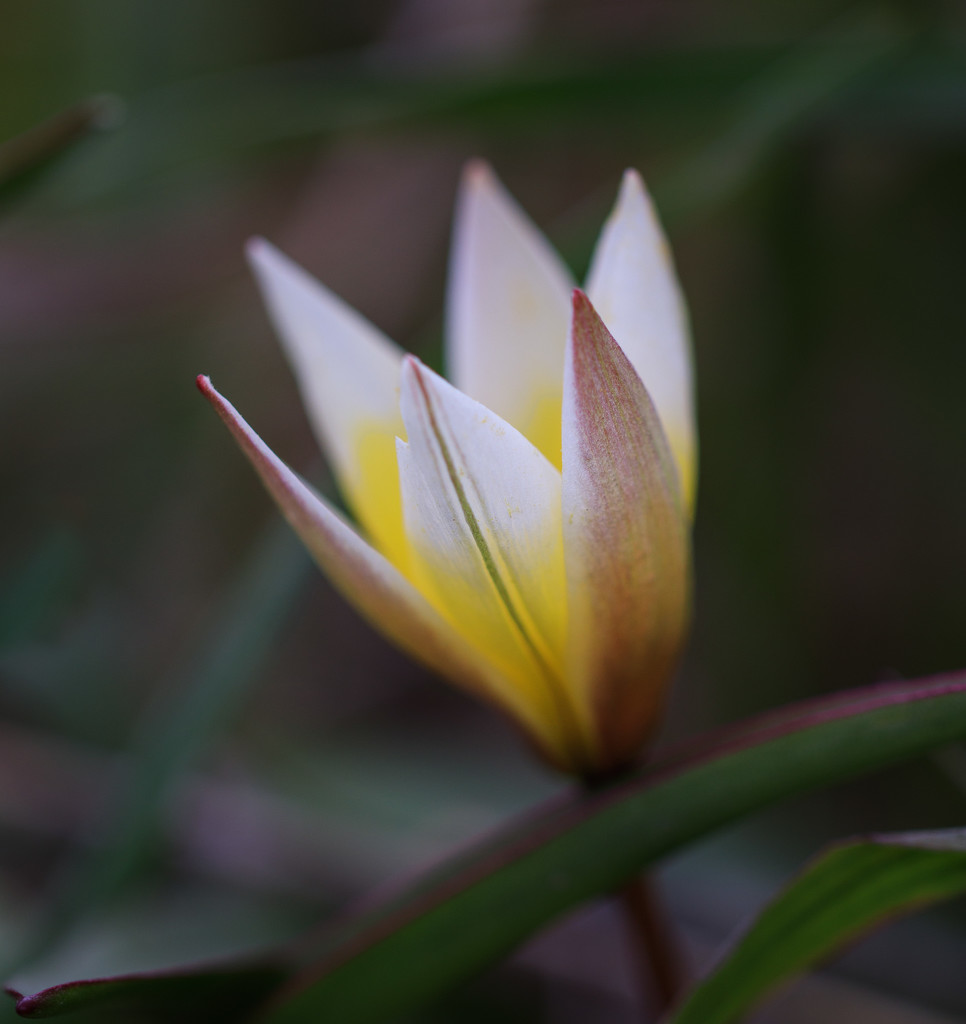 late tulip by aecasey