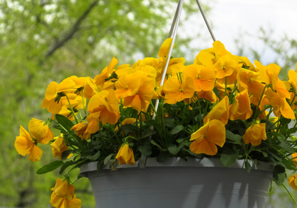 Yellow flowers in springtime by mittens
