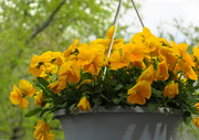 30th Apr 2019 - Yellow flowers in springtime