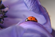 30th Apr 2019 - Anenome with visiting ladybird.....