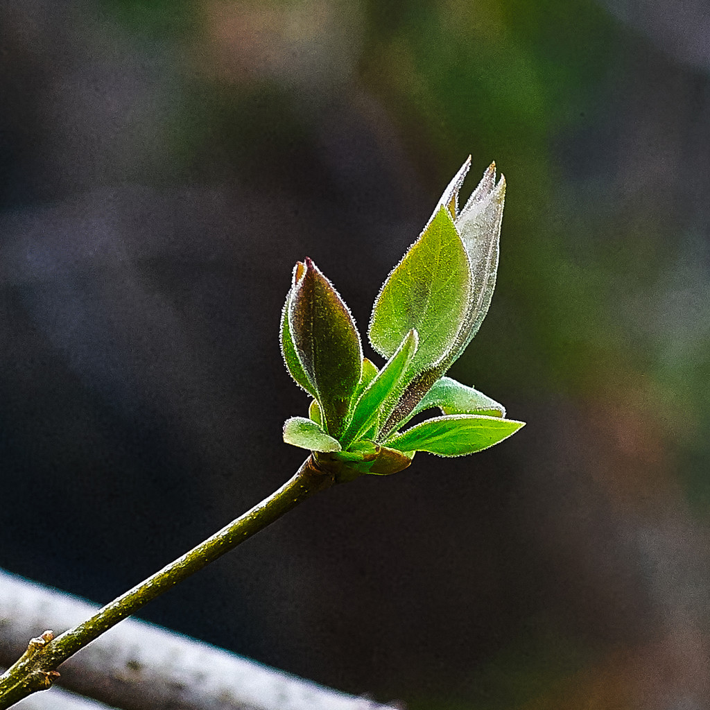 Lilac Bush Breaking Bud by gardencat