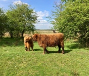 30th Apr 2019 - Highland Cows