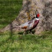 Pheasant by pamknowler